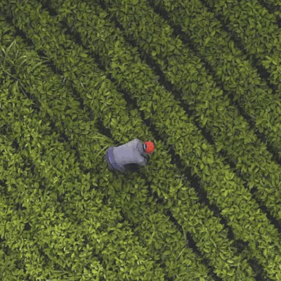 Coffee Farmer Panama